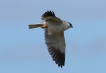 Oiseaux Elanion blanc (Elanus caeruleus)