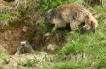 Mammifères Marmotte (Marmota marmota)