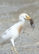 Oiseaux Héron garde-boeufs (Ardeola ibis)