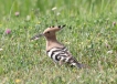 Oiseaux Huppe fasciée