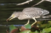 Oiseaux Héron bihoreau gris (Nycticorax nycticorax)