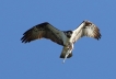 Oiseaux Balbuzard pêcheur (Pandion haliaetus)