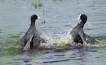 Oiseaux Foulque macroule (Fulica atra)