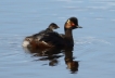 Oiseaux Grèbe à cou noir (Podiceps nigricollis)