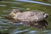 Oiseaux Héron bihoreau gris (Nycticorax nycticorax)