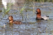 Mammifères Fuligule milouin couple