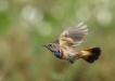 Oiseaux Gorgebleue à miroir (Luscinia svecica)