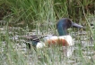 Oiseaux Canard souchet (Anas clypeata)