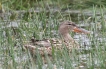 Oiseaux Canard souchet (Anas clypeata)