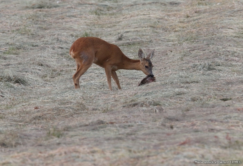 Photo Mammifères Chevrette (Capreolus capreolus)