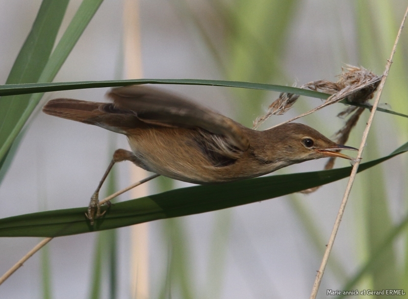 Photo Oiseaux Rousserolle effarante (Acrocephalus scipaceus)