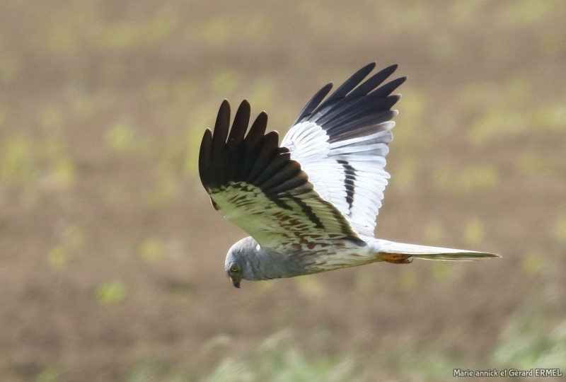 Photo Oiseaux Busard cendré