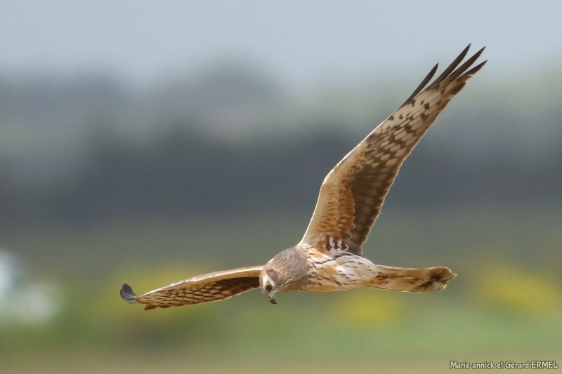 Photo Oiseaux Busard cendré