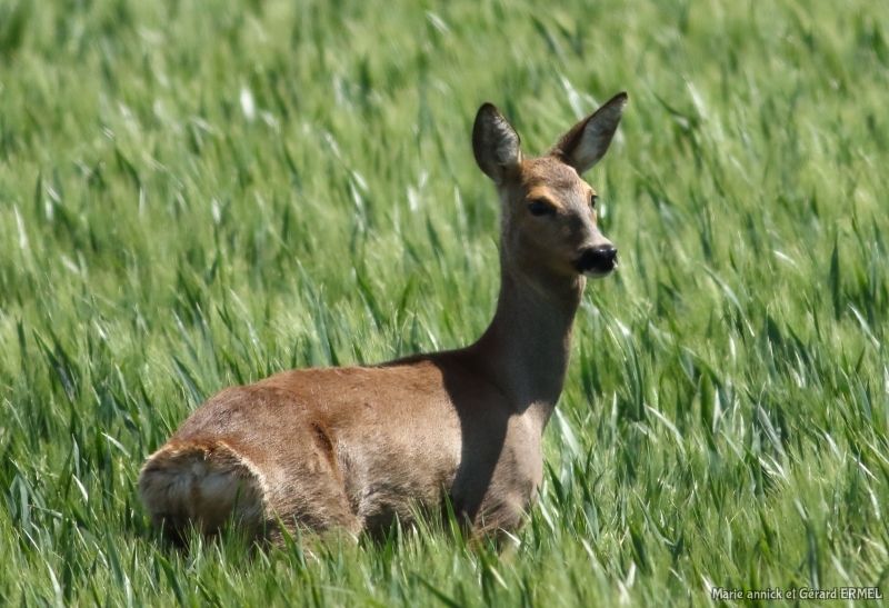 Photo Mammifères Chevreuil (Capreolus capreolus)