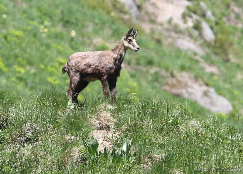 Photo Mammifères Chamois (Rupicapra rupicapra)