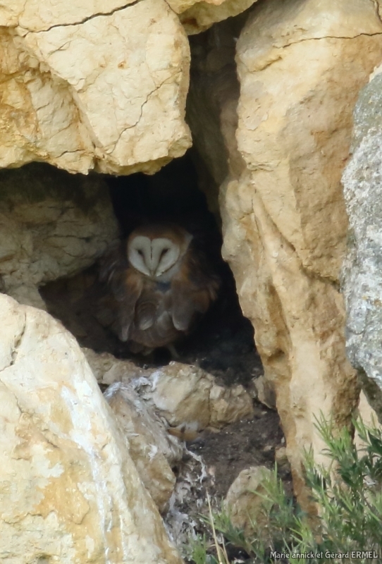 Photo Oiseaux Chouette effraie