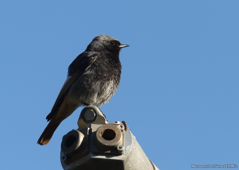 Photo Oiseaux Rouge-queue noir (Phoenicurus ochruros)