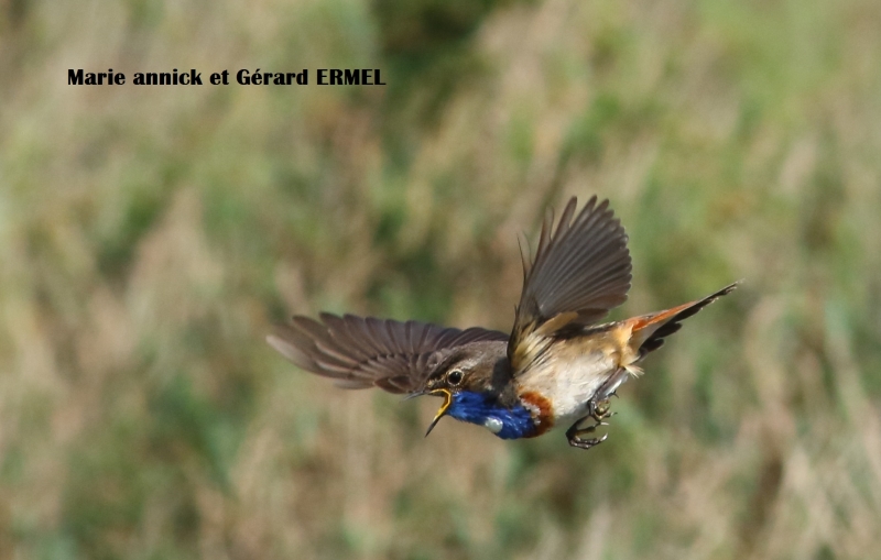 Photo Oiseaux Gorgebleue à miroir (Luscinia svecica)