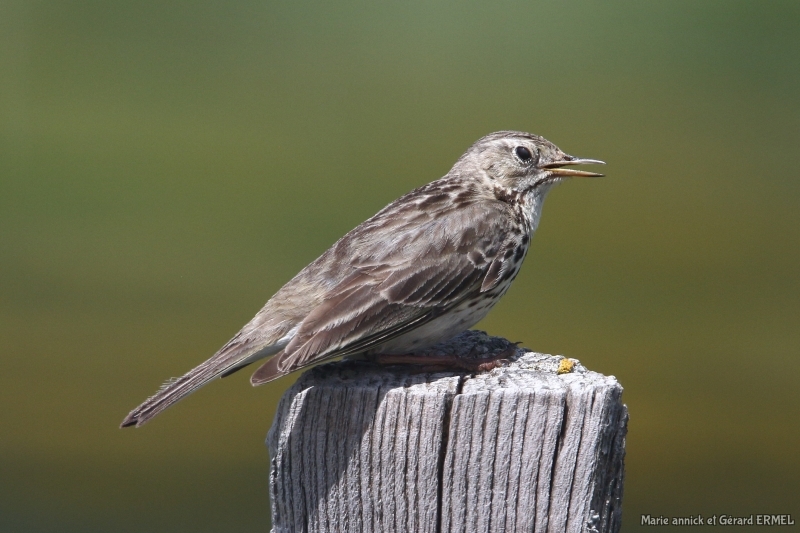 Photo Oiseaux Pipit spioncelle (Anthus spinoletta)