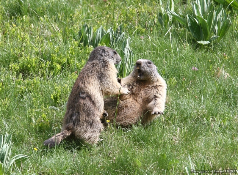 Photo Oiseaux Marmotte (Marmota marmota)