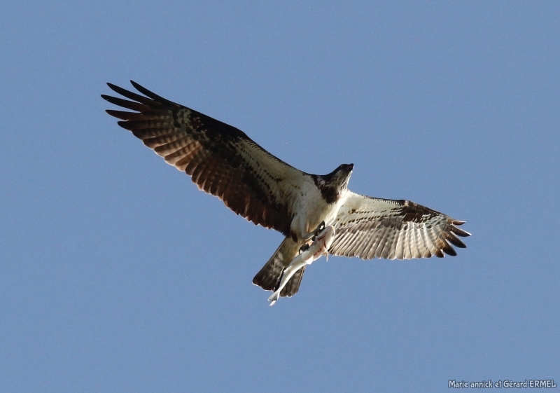 Photo Oiseaux Balbuzard pêcheur (Pandion haliaetus)