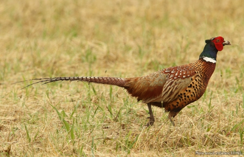 Photo Oiseaux Faisan de Colchide (Phasianus colchicus)