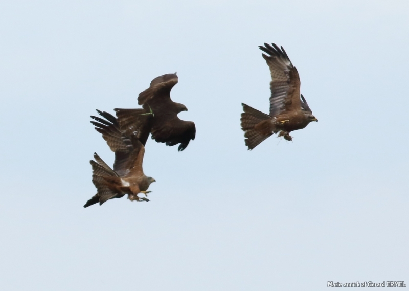 Photo Oiseaux Milan noir (Milvus migrans)