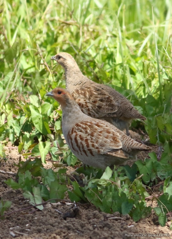 Photo Oiseaux Perdrix grise