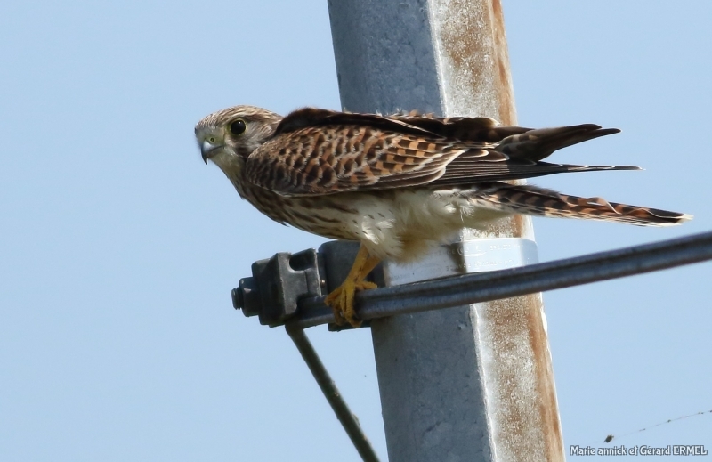 Photo Oiseaux Faucon crécerelle (Falco tinnunculus)