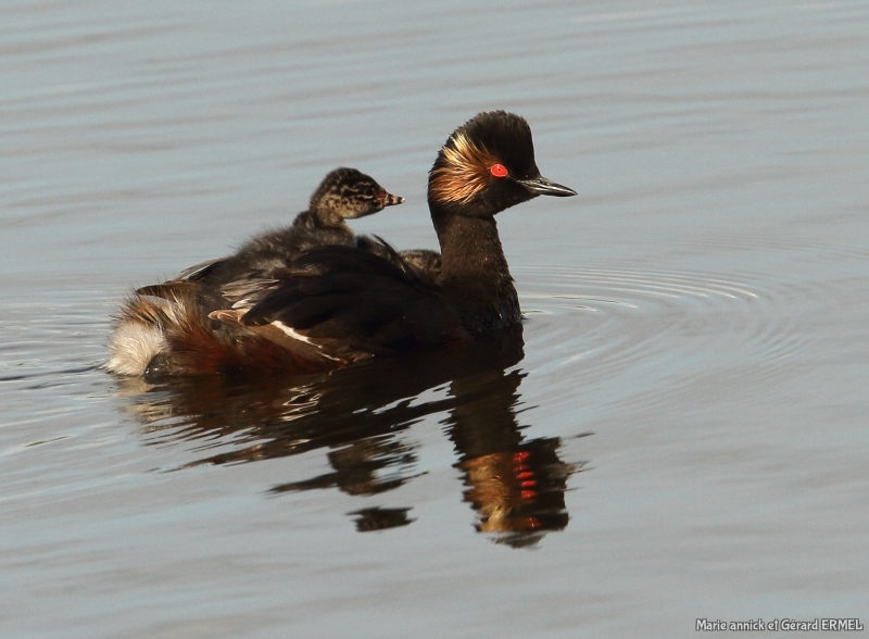 Photo Oiseaux Grèbe à cou noir (Podiceps nigricollis)