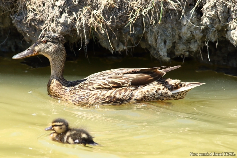 Photo Oiseaux Canard souchet (Anas clypeata)