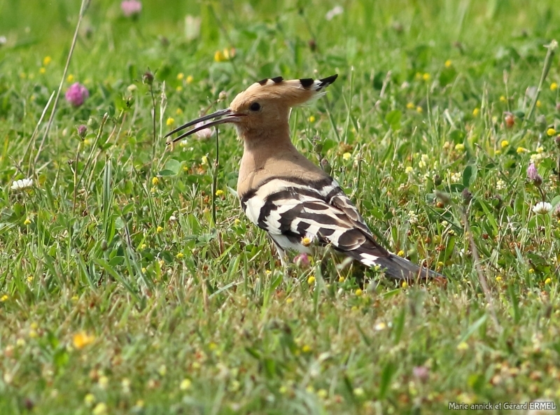 Photo Oiseaux Huppe fasciée