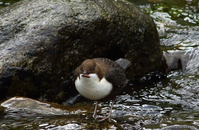 Photo Oiseaux Cincle plongeur (Cinclus inclus)