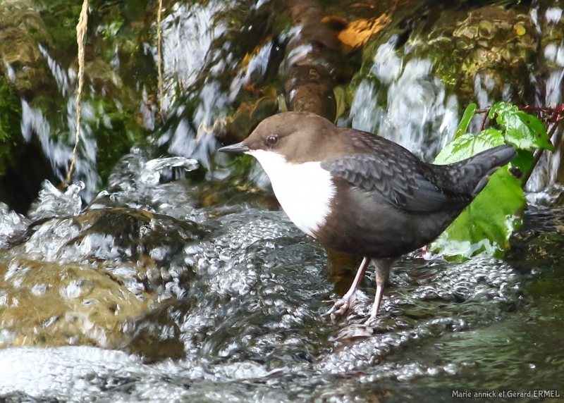 Photo Oiseaux Cincle plongeur (Cinclus inclus)