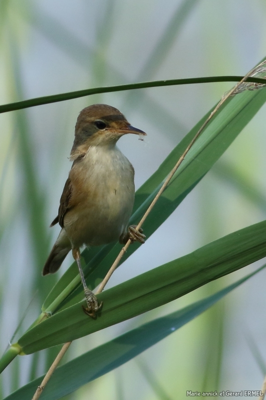 Photo Oiseaux Rousserolle effarante (Acrocephalus scipaceus)