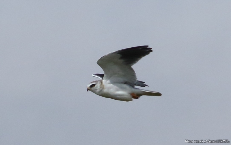 Photo Oiseaux Elanion blanc (Elanus caeruleus)