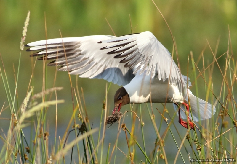 Photo Oiseaux Mouette rieuse (Chroicocephalus ridibundus)