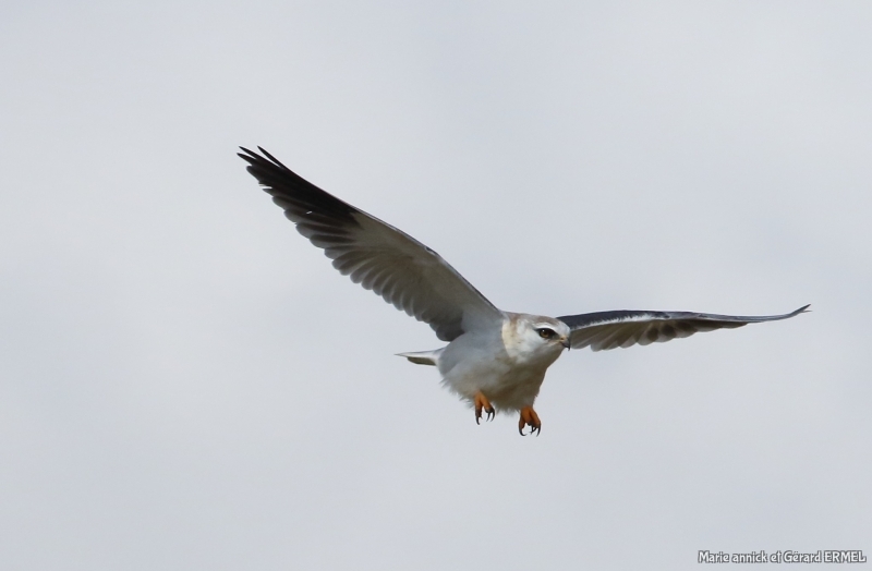 Photo Oiseaux Elanion blanc (Elanus caeruleus)