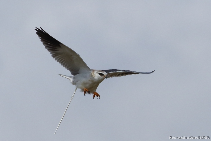 Photo Oiseaux Elanion blanc (Elanus caeruleus)