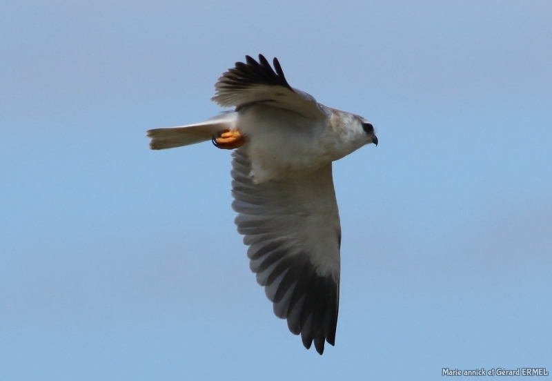 Photo Oiseaux Elanion blanc (Elanus caeruleus)