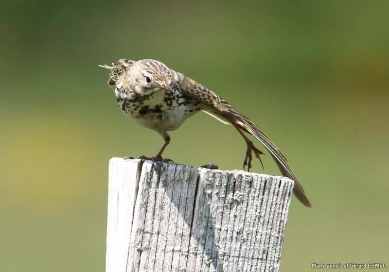 Photo Oiseaux Pipit spioncelle (Anthus spinoletta)