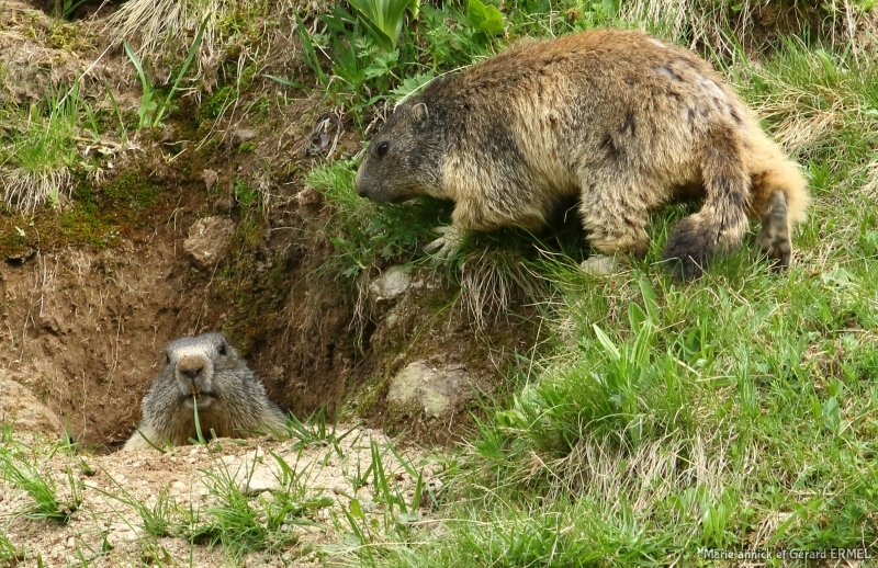 Photo Mammifères Marmotte (Marmota marmota)