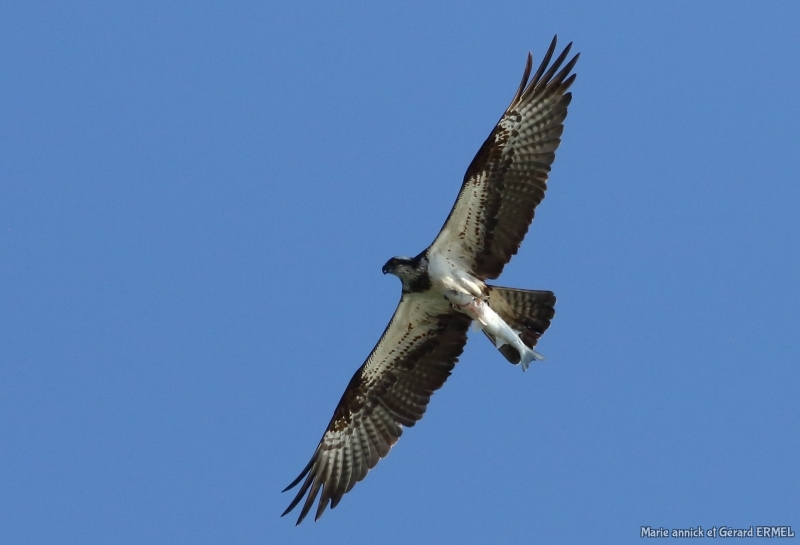 Photo Oiseaux Balbuzard pêcheur (Pandion haliaetus)