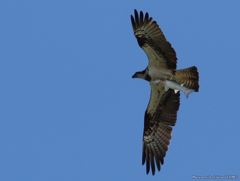 Photo Oiseaux Balbuzard pêcheur (Pandion haliaetus)