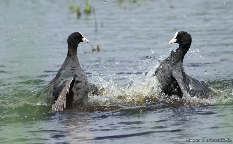 Photo Oiseaux Foulque macroule (Fulica atra)