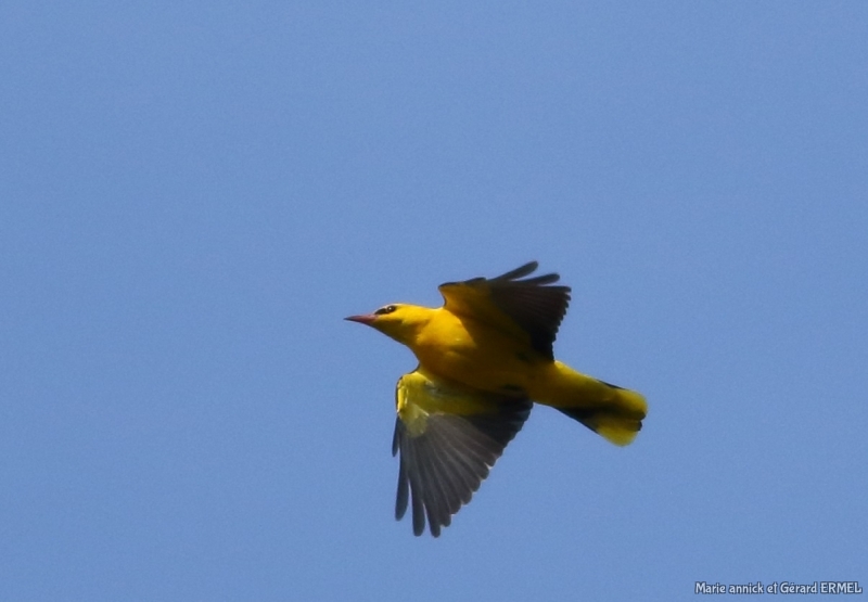 Photo Oiseaux Loriot d'Europe