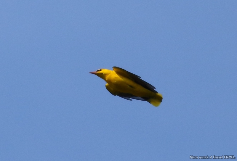 Photo Oiseaux Loriot d'Europe