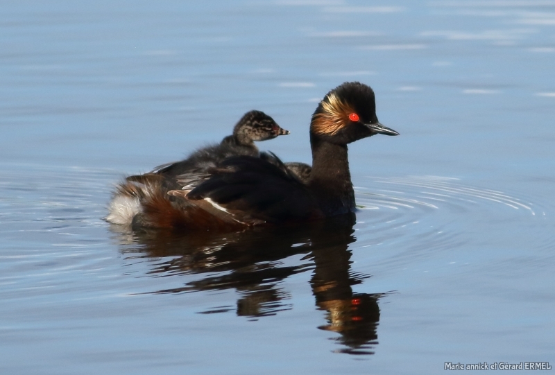 Photo Oiseaux Grèbe à cou noir (Podiceps nigricollis)