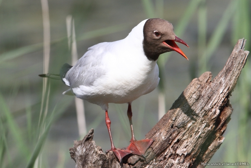 Photo Oiseaux Mouette rieuse (Chroicocephalus ridibundus)