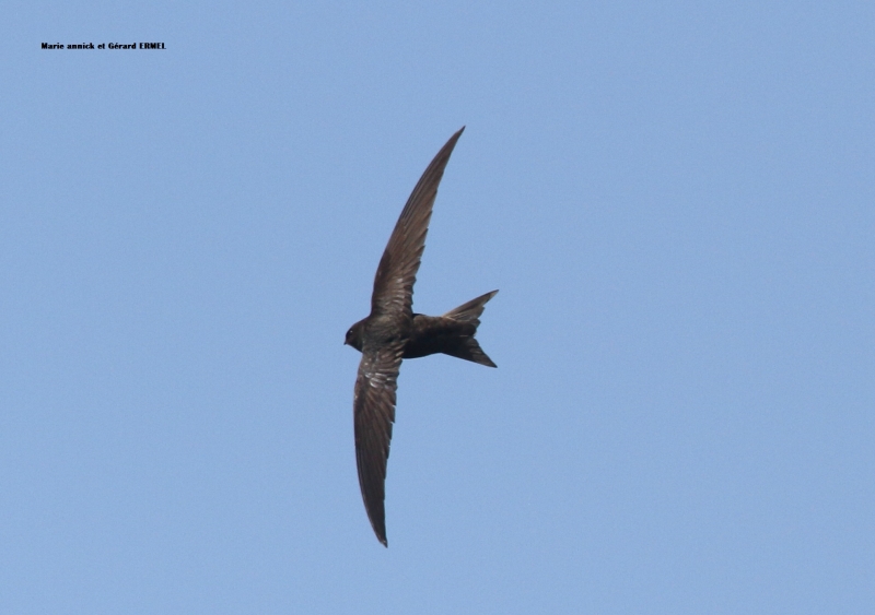 Photo Oiseaux Martinet noir (Apus apus)